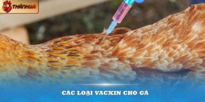 Các loại vacxin cho gà