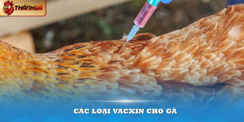 Các loại vacxin cho gà