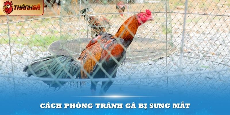 Cách phòng tránh gà bị sưng mắt