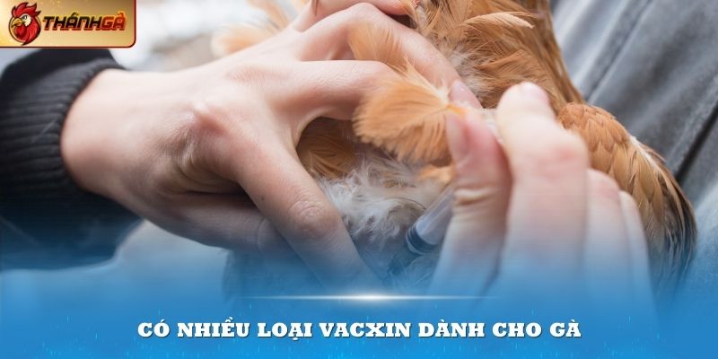 Các loại vacxin cho gà mang đến tầm quan trọng thiết yếu đối với người nuôi