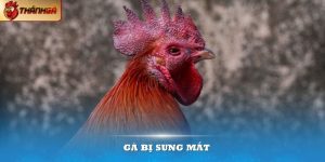 Gà bị sưng mắt