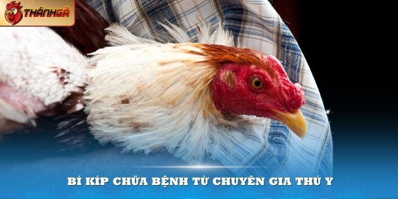 Bí kíp chữa bệnh từ chuyên gia thú y