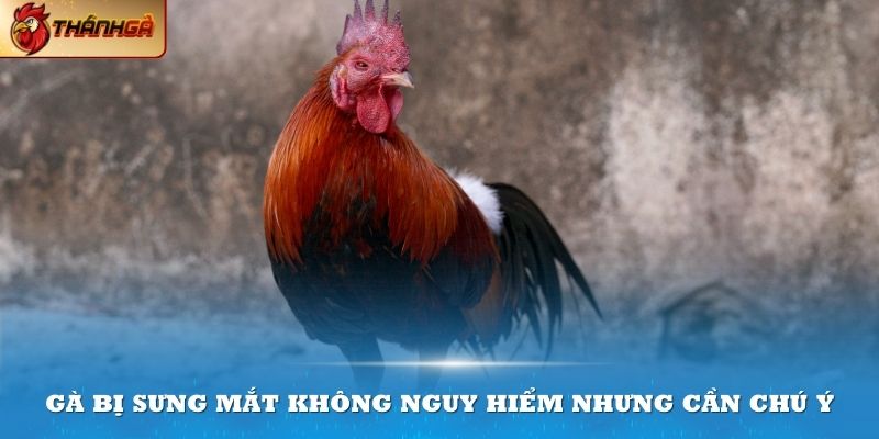 Gà bị sưng mắt không nguy hiểm nhưng cần chú ý