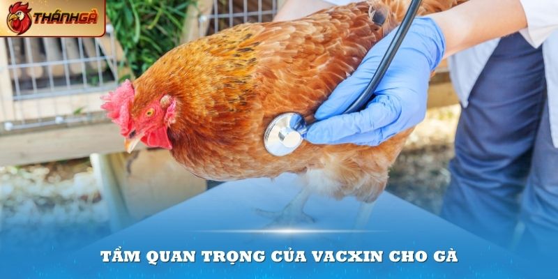 Có nhiều loại vacxin hiện nay giúp bảo vệ gà khỏi những loại bệnh nguy hiểm