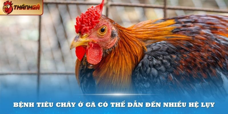 Bệnh tiêu chảy ở gà có thể dẫn đến nhiều hệ lụy nghiêm trọng