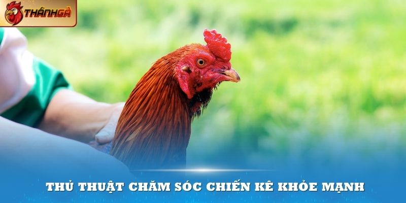 Am hiểu các thủ thuật này sẽ giúp bạn chăm sóc chiến kê khỏe mạnh