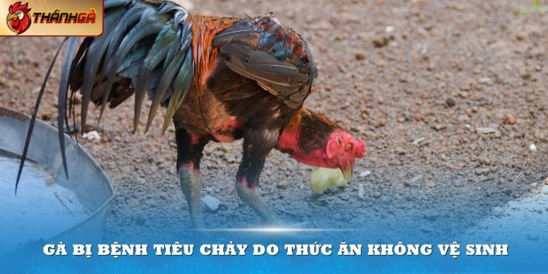 Hầu hết gà bị bệnh tiêu chảy đều do thức ăn không đảm bảo vệ sinh