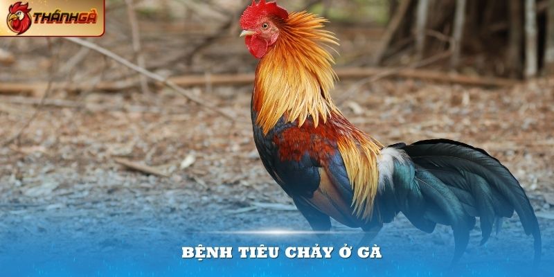 Bệnh tiêu chảy ở gà