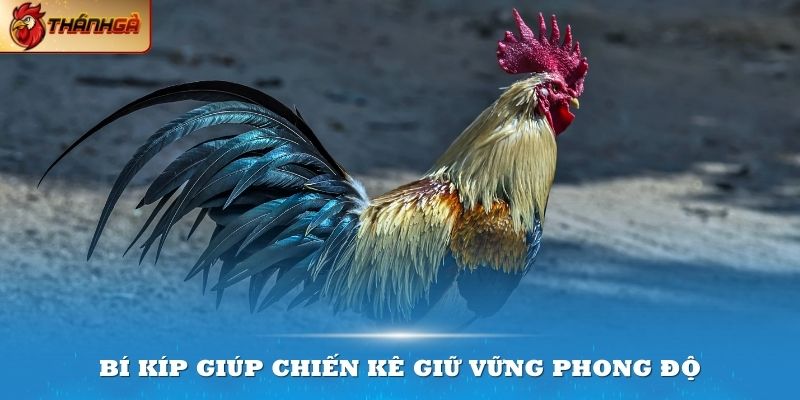 Một số bí quyết giúp chiến kê giữ vững phong độ