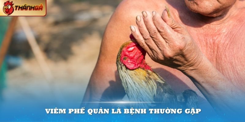 Viêm phế quản là trường hợp các bệnh thường gặp ở gà đá