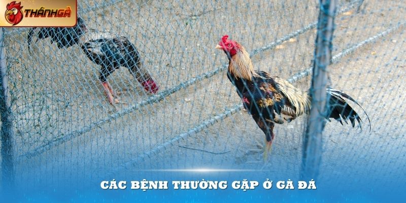 Các bệnh thường gặp ở gà đá