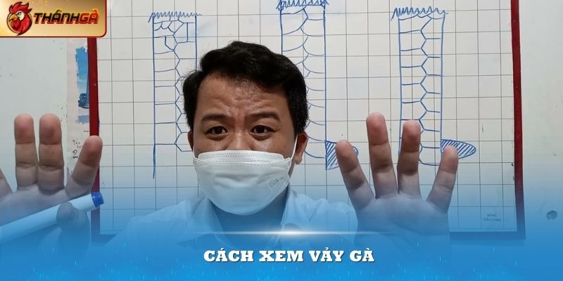 Cách xem vảy gà