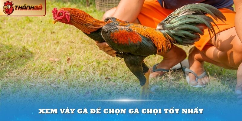 Hiểu rõ cách xem vảy gà sẽ giúp bạn chọn lựa được những chú gà chọi tốt nhất