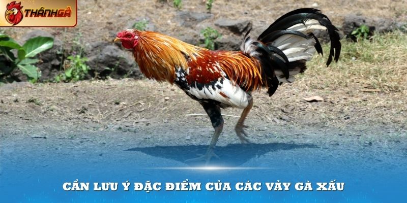 Cần lưu ý đặc điểm của các vảy gà xấu để phòng tránh chọn lựa