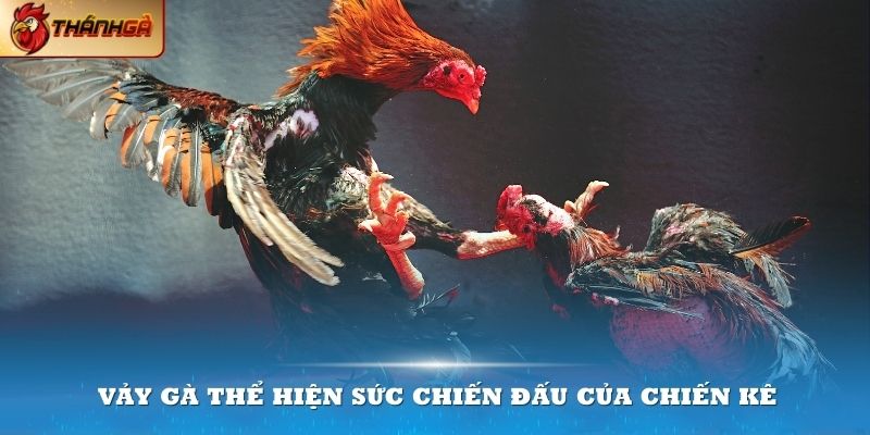 Xem vảy gà tốt thể hiện chiến kê có sức chiến đấu mạnh mẽ