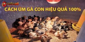 Kỹ thuật úm gà con