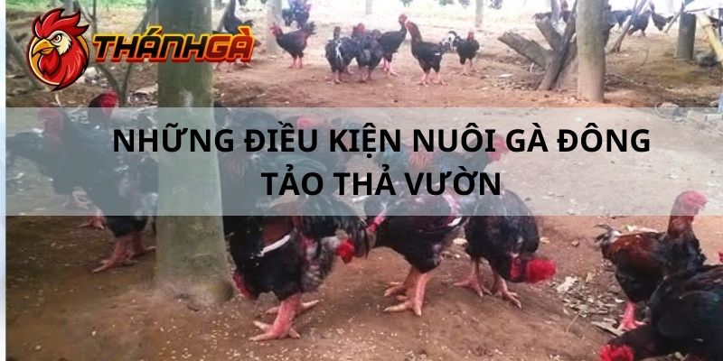 Một vài yêu cầu phải tuân theo khi nuôi gà Đông Tảo thả vườn