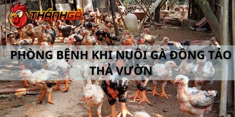 Phương pháp phòng bệnh cho gà Đông Tảo thả vườn