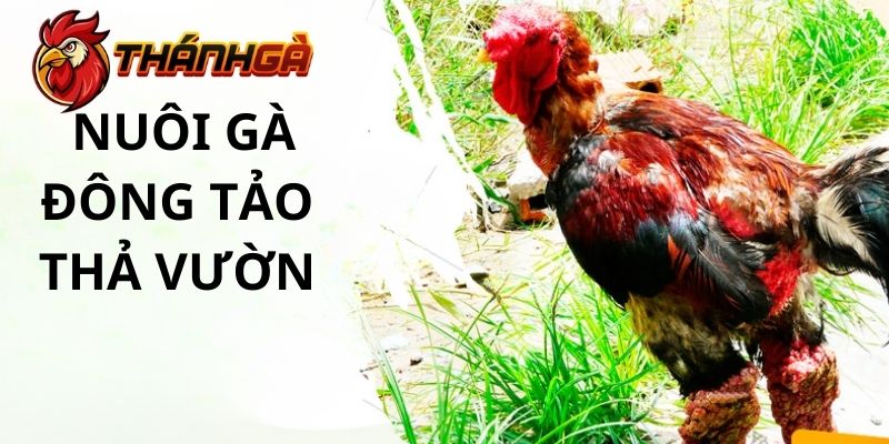 Nuôi gà Đông Tảo thả vườn