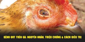 Bệnh ORT Trên Gà