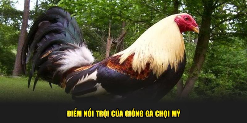 Điểm nổi trội của giống gà chọi Mỹ