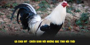 Gà chọi Mỹ