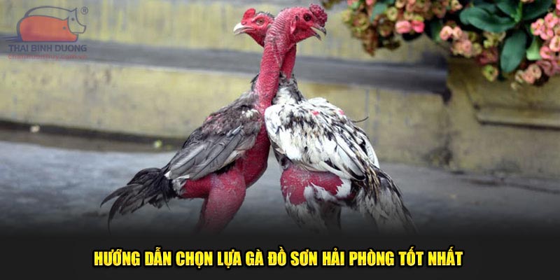 Hướng dẫn chọn lựa gà đồ sơn Hải Phòng tốt nhất 