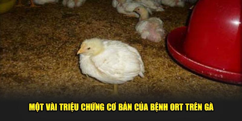 Một vài triệu chứng cơ bản của bệnh ORT trên gà