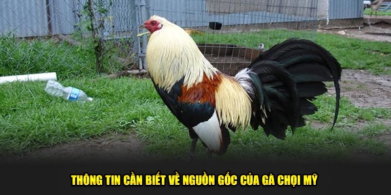 Thông tin cần biết về nguồn gốc của gà chọi Mỹ 