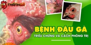 Bệnh đậu gà là gì