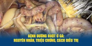 Bệnh Đường Ruột Ở Gà