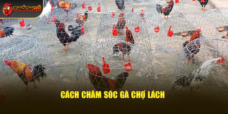 Cách chăm sóc gà chợ Lách