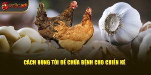 Phòng Bệnh Cho Gà Chọi Bằng Tỏi