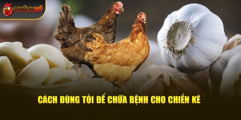 Cách dùng tỏi để chữa cho chiến kê khỏe mạnh