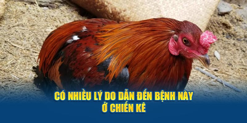 Có nhiều lý do dẫn đến bệnh này ở chiến kê