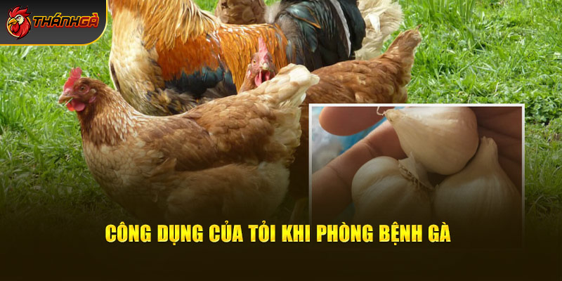 Công dụng của tỏi khi phòng bệnh chiến kê