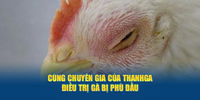 Cùng chuyên gia của thanhga điều trị gà bị phù đầu