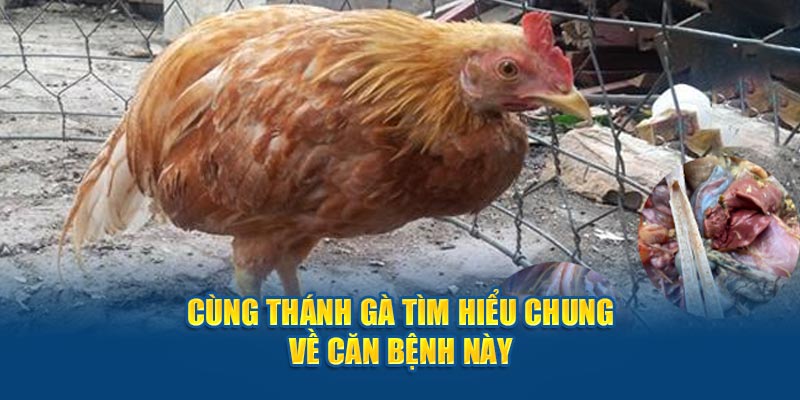 Cùng thánh gà tìm hiểu chung về căn bệnh này