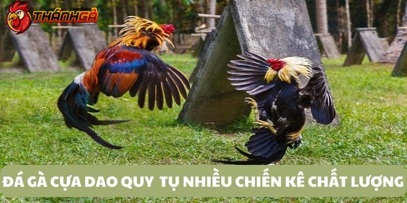 Những chiến kê phải đảm bảo sức bền, độ nhanh nhạy cùng đôi chân cứng