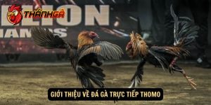 đá gà thomo