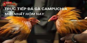 Đá Gà Trực Tiếp Thomo Bình Luận Viên