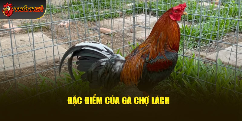 Đặc điểm của gà Chợ Lách 