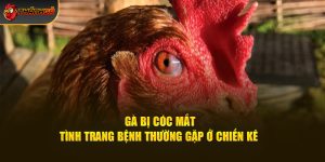 Gà Bị Cóc Mắt