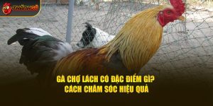 Gà Chợ Lách