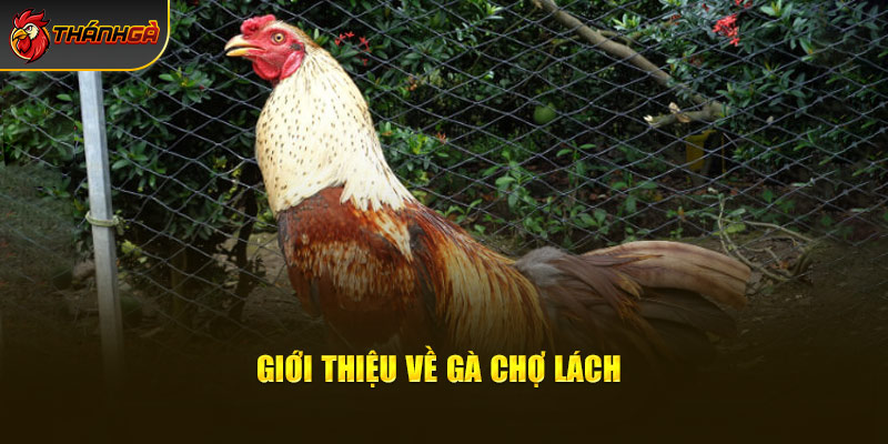 Giới thiệu về gà chợ Lách