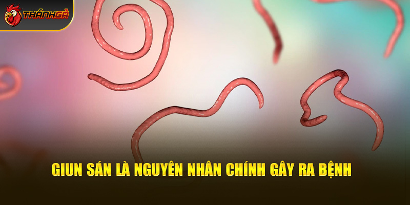 Giun sán là nguyên nhân chính gây ra bệnh 