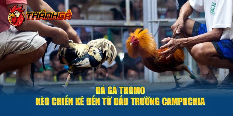 Hướng dẫn cược tiền và theo dõi trong đá gà Thomo