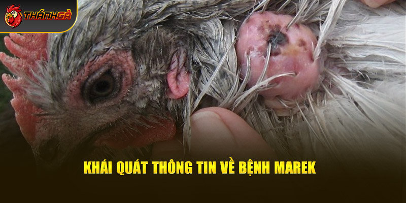 Khái quát thông tin về bệnh Marek ở gà