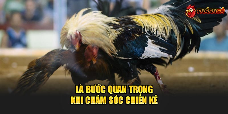 Kỹ thuật đổ gà đá là bước quan trọng khi chăm sóc chiến kê