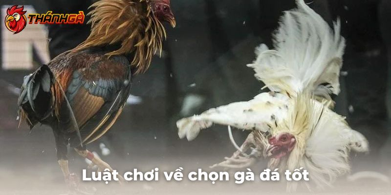 Luật chơi cụ thể về việc chọn gà đá thi đấu